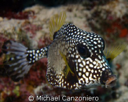 This may be a cowfish, but where do you milk this baby? by Michael Canzoniero 